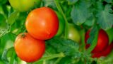 夏野菜を初心者がGWまでに植えるべき理由｜ミニトマト・ナスで夏の収穫を楽しもうの画像