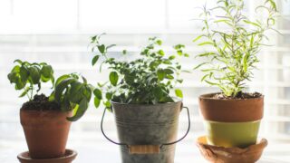 ベランダで育てやすいハーブはどれ？初心者向け5種を比べてみたの画像