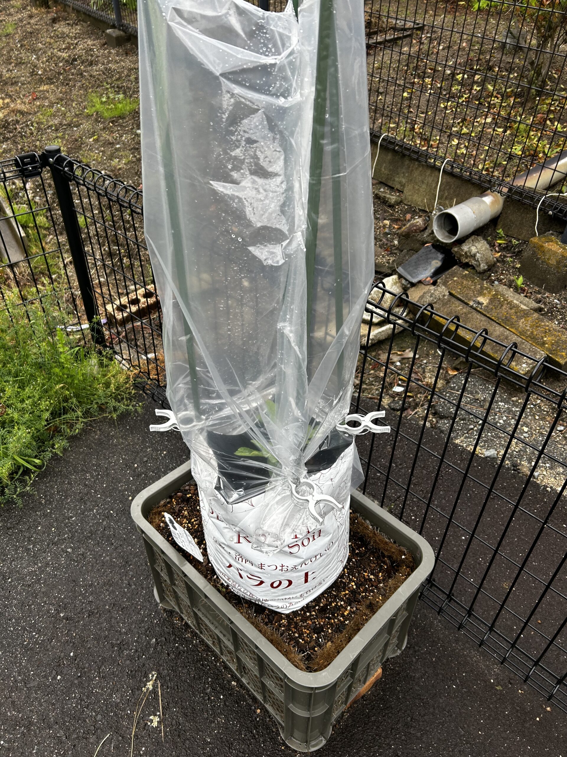 ゴミ袋を使った行燈仕立ての様子