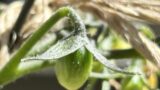シュガープラムの芽かきはいつやる？実際にやってみた手順と感想の画像