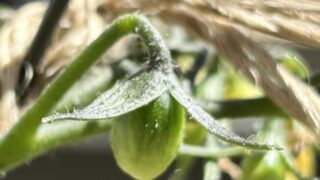 シュガープラムの芽かきはいつやる？実際にやってみた手順と感想の画像