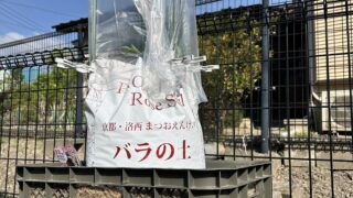 【ヤシガラシートで手軽に！】コンテナ菜園の排水対策、これで解決しましたの画像