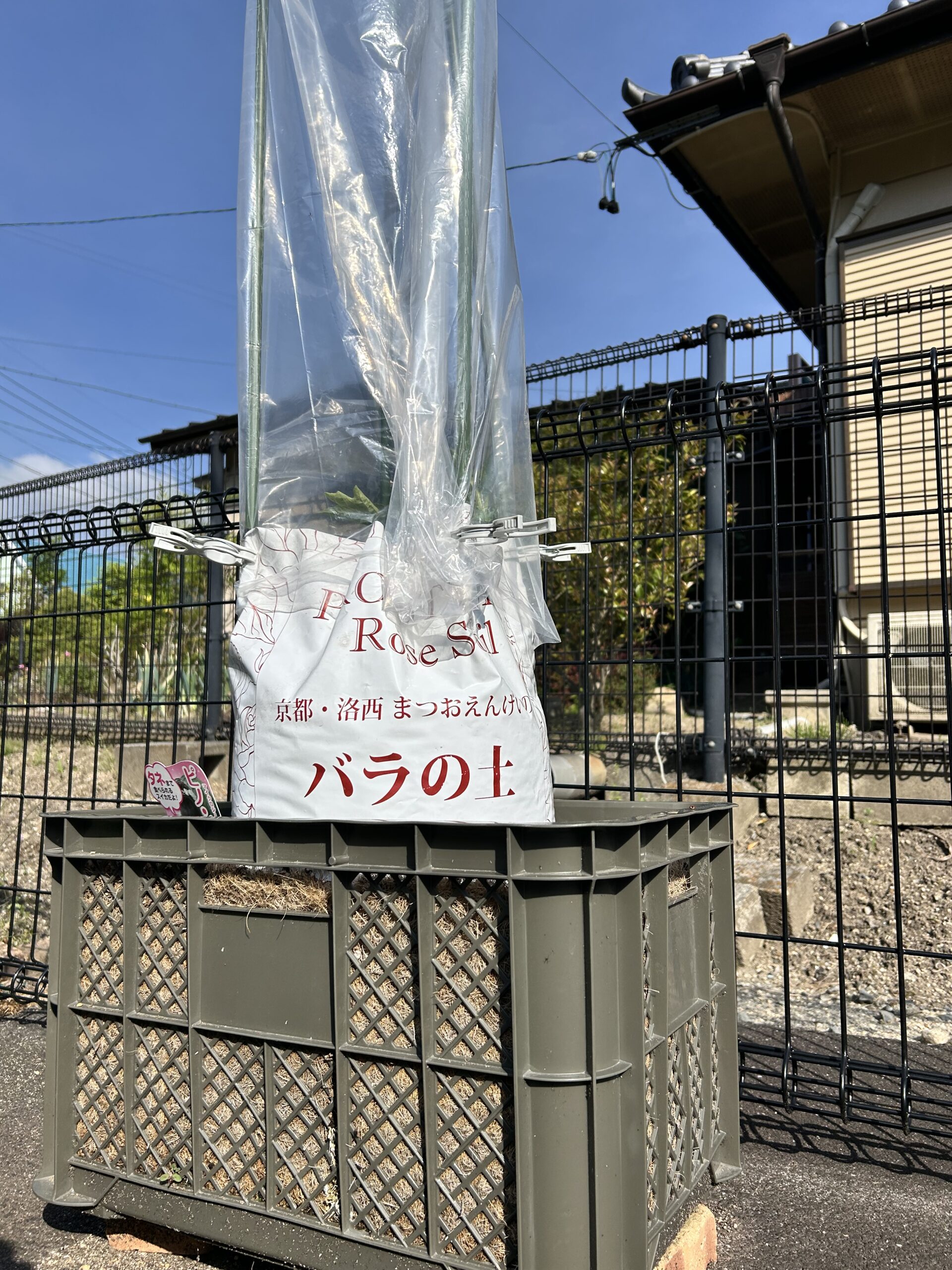 【ヤシガラシートで手軽に！】コンテナ菜園の排水対策、これで解決しましたの画像