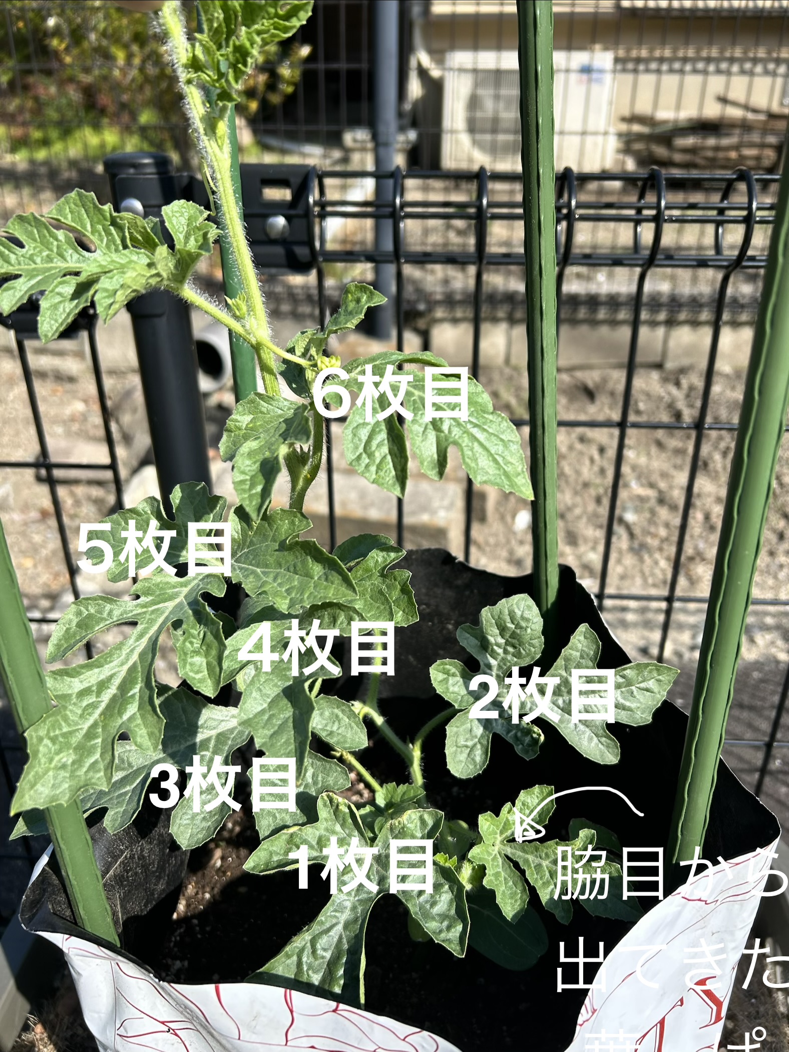 本葉の枚数を数えた様子(1枚目〜6枚目)