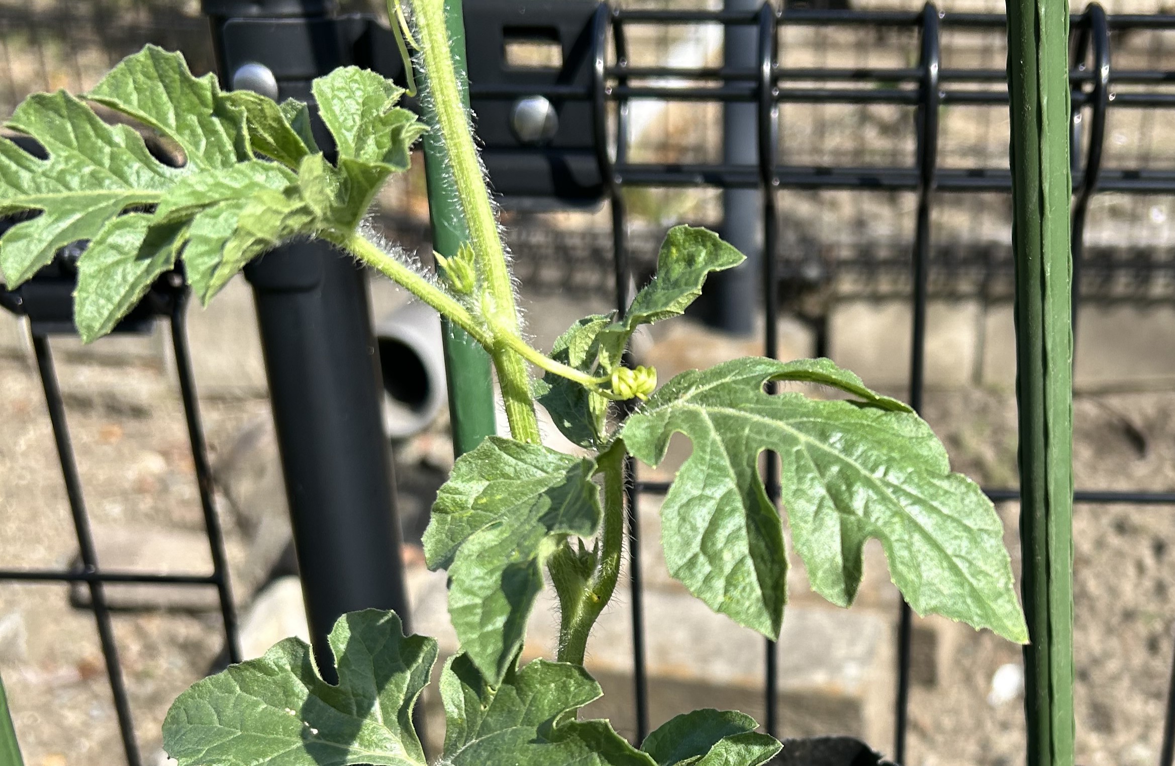 ピノガールの雌花っぽいつぼみ