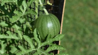 ピノガール（スイカ）の植え方｜嵩上げ＆ゴミ袋で行燈仕立てのやり方の画像