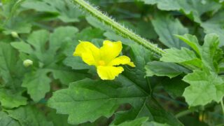 ピノガール（小玉スイカ）の受粉のやり方｜雌雄の花がズレた時の対処法もの画像