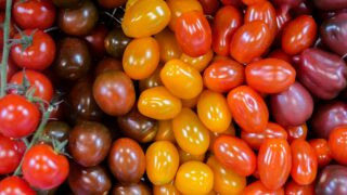 ミニトマトの育て方【初心者向け品種比較】4品種を育てた失敗談と選び方のコツの画像