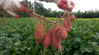 ベランダでサツマイモ挑戦！初心者でも失敗しない植え方と注意点5つの画像