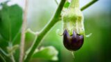 ナスの3本仕立てに挑戦！一番花のあと、着果するか見守り中【途中経過】の画像