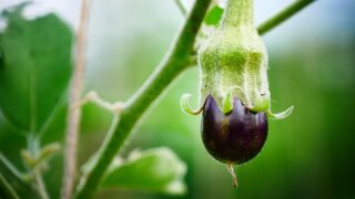 ナスの3本仕立てに挑戦！一番花のあと、着果するか見守り中【途中経過】の画像