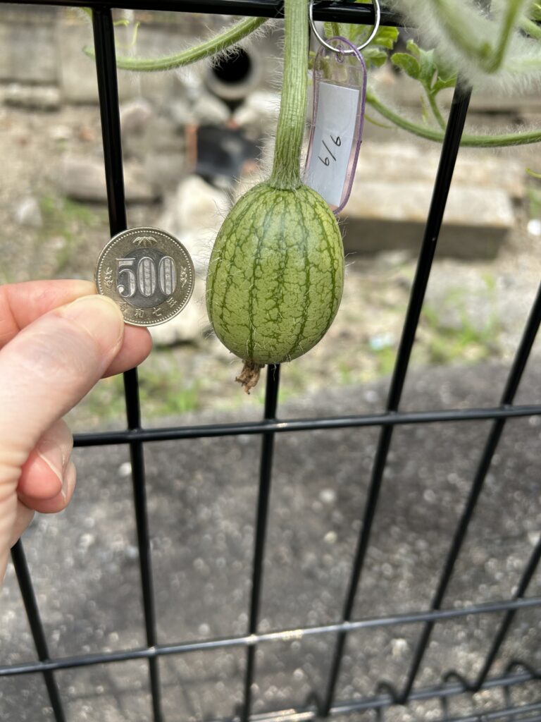 受粉6日目に500円玉より大きく育ったピノガール（小玉スイカ）の実