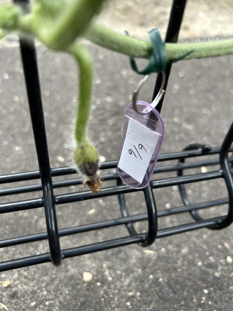 受粉に失敗して枯れたスイカの実