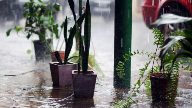 ベランダ菜園を線状降水帯・ゲリラ豪雨から守る！梅雨前にやる7つの準備の画像