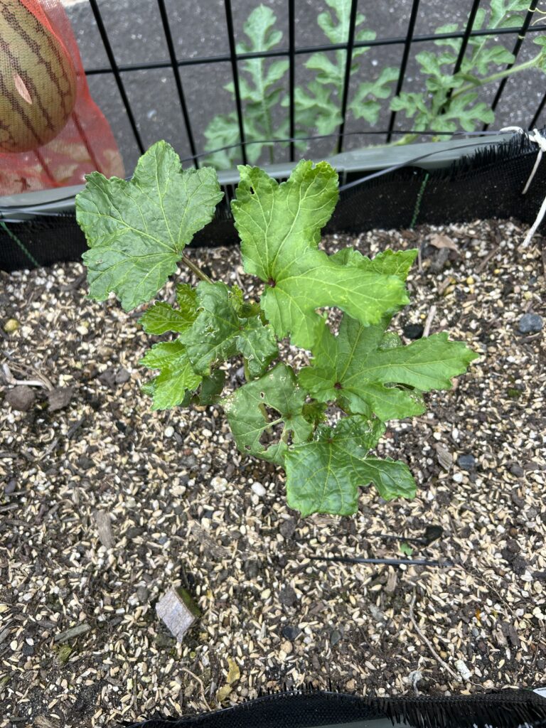 復活して葉が茂ったオクラの株(7月)