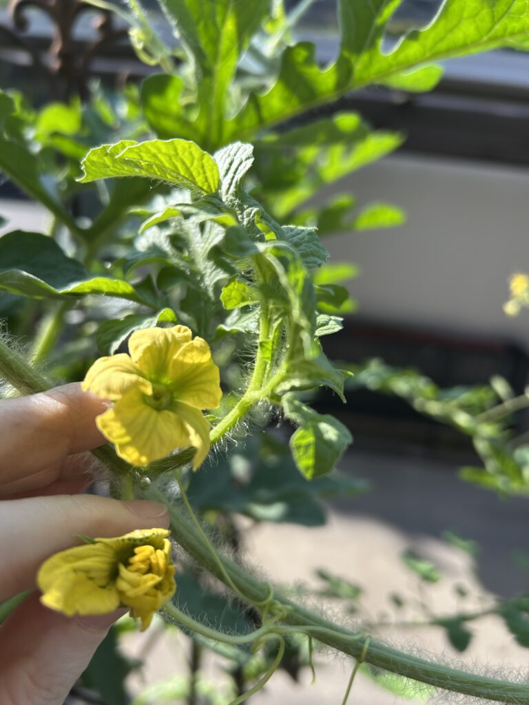 人工授粉に使ったスイカの雌花と雄花