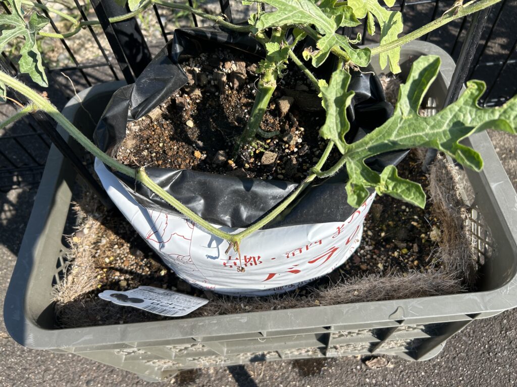 たっぷり水やりした直後のプランターの株元。土全体が黒っぽく湿っている