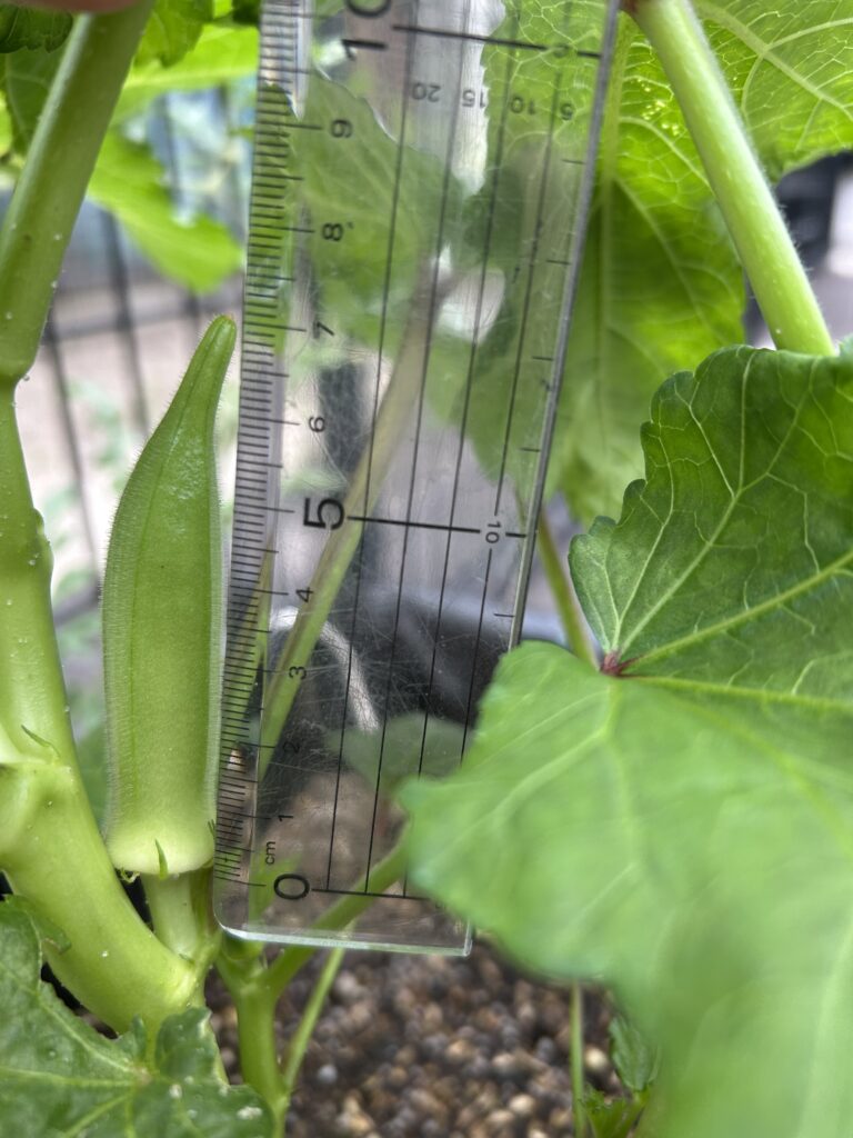植え付けから62日目に初収穫したオクラ。定規で測ると7cm