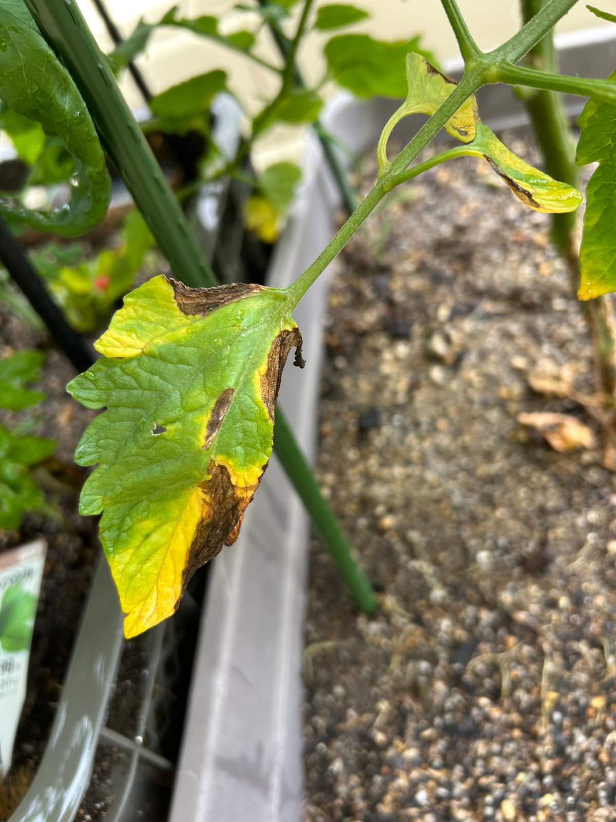 黄色くなったミニトマトの下葉のアップ。病気の斑点はなく、フチから茶色く枯れ込んでいる