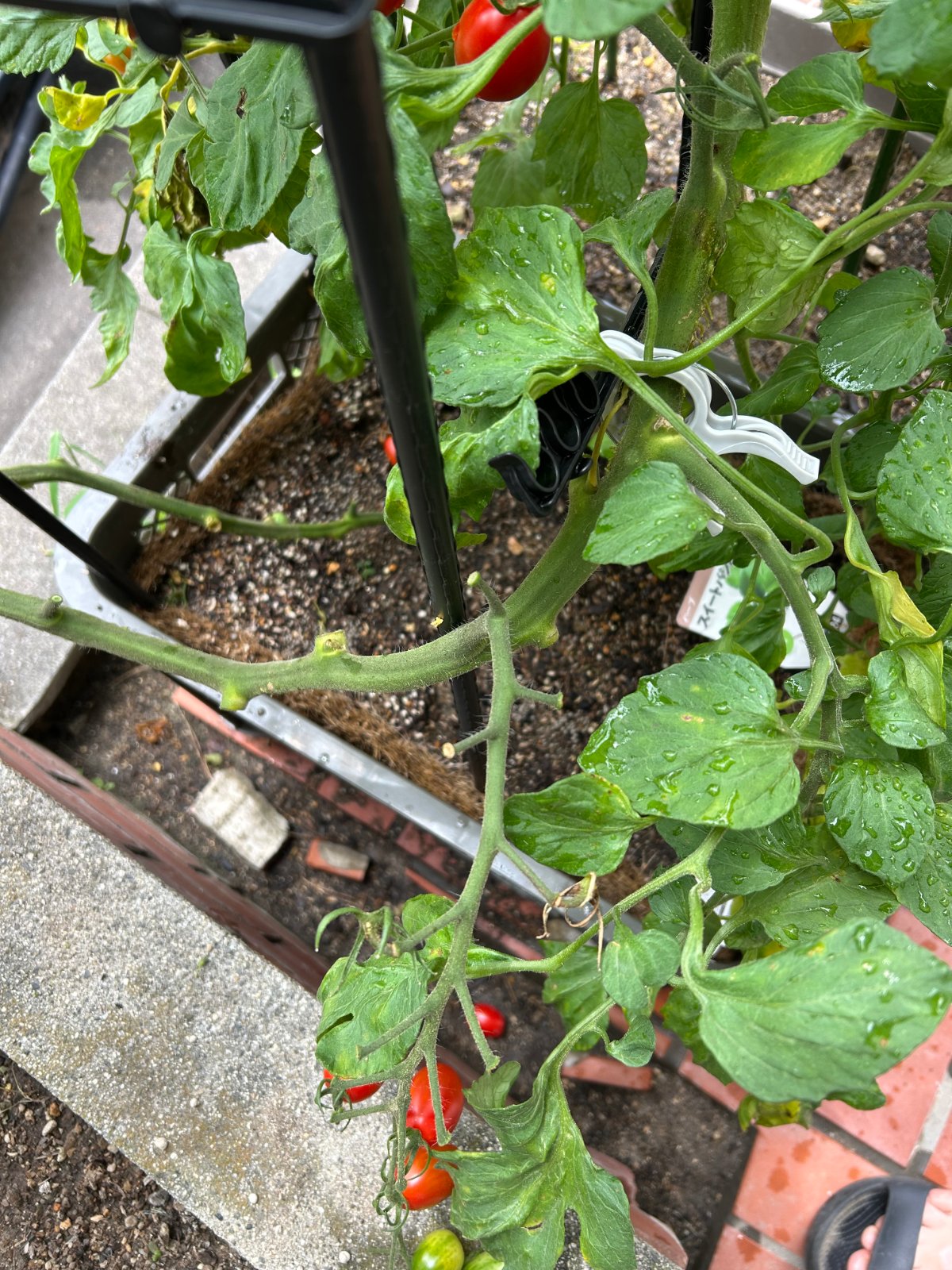黄色い下葉を摘み取ったあとのミニトマトの株元。茎に摘み取った跡が残っている