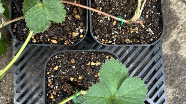 いちごの増やし方｜ランナーの子株を100均ワイヤーでピン留めする手順の画像