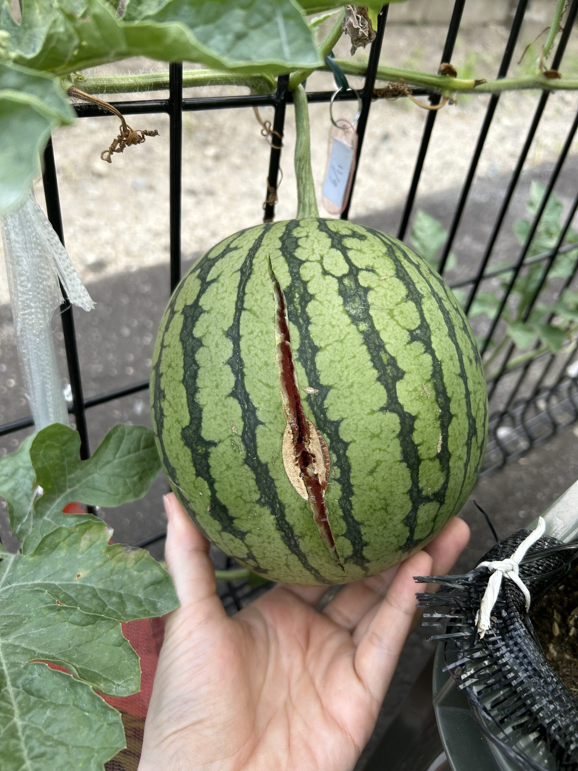 収穫当日の朝にカサブタの端から新しく深く割れたスイカ