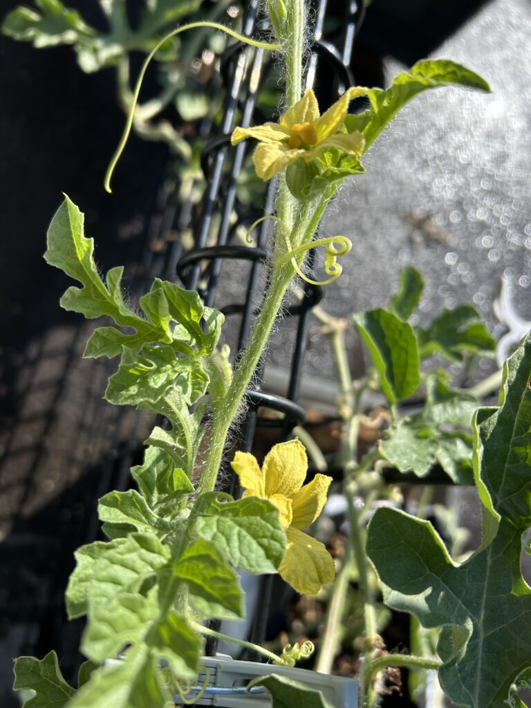 同じ日に咲いた小玉スイカの雌花と雄花