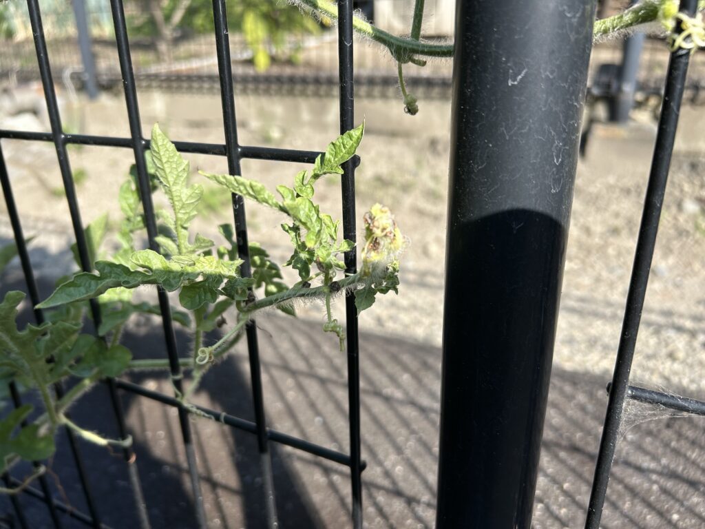 成長が止まった小玉スイカのつる先端。枯れた茶色の部分が集まっている