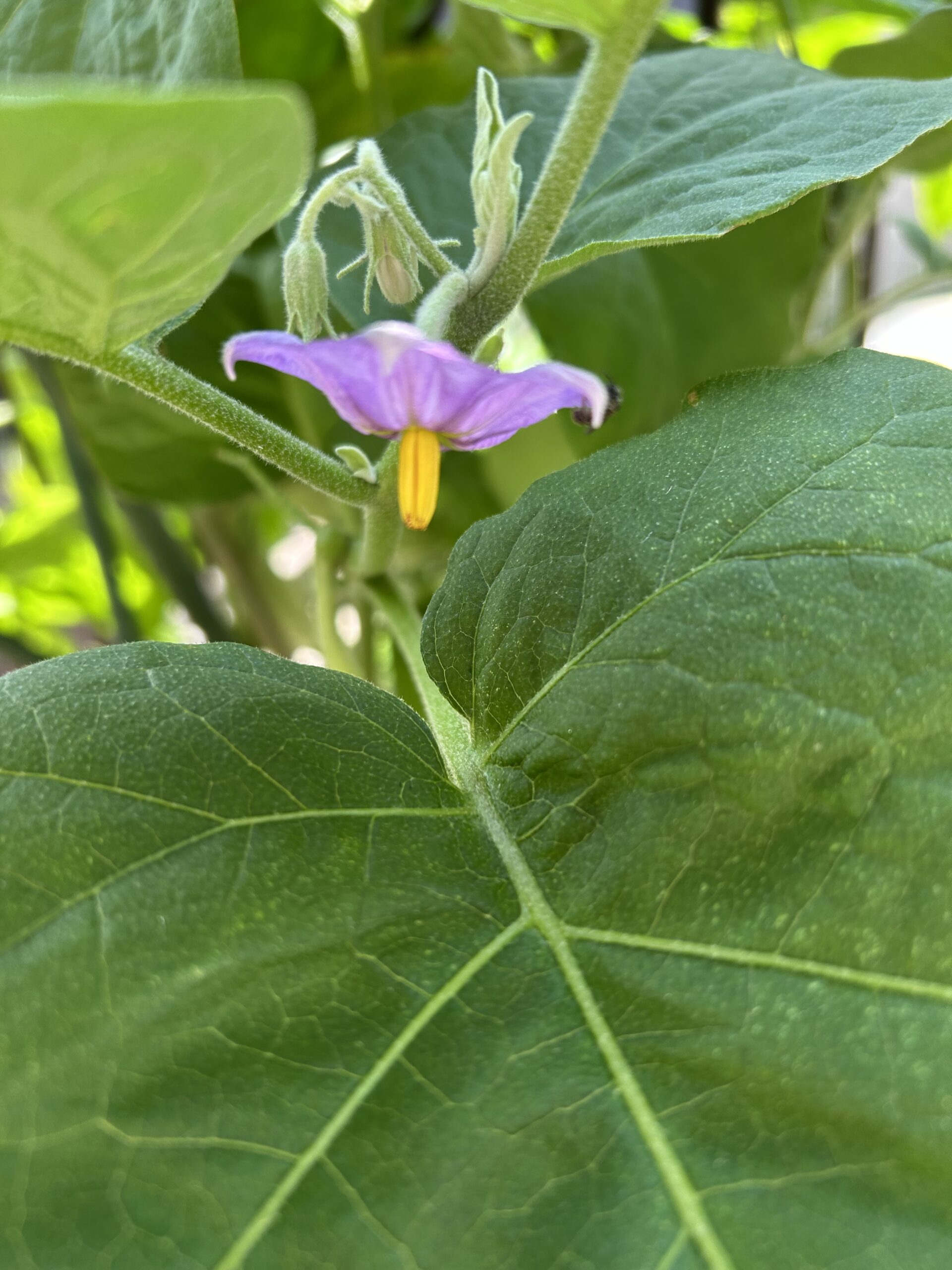 おしべより短いめしべ（短花柱花）になったナスの花