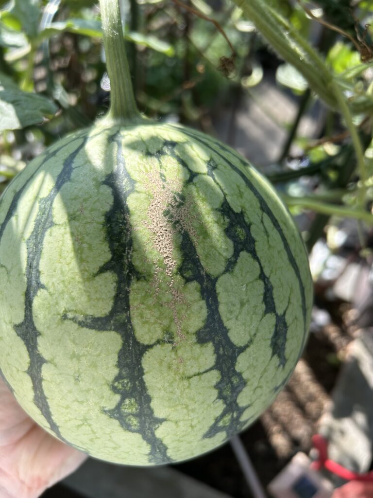 受粉から34日、積算温度925℃で収穫した小玉スイカ