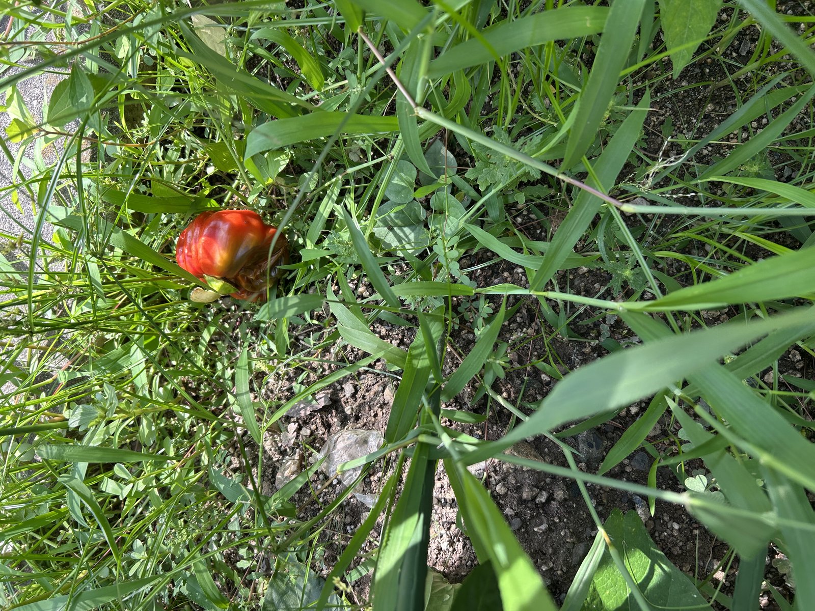 草むらの中に落ちて腐ったパプリカの実